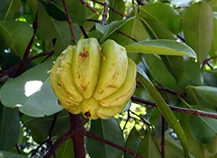 Garcinia cambogia fruit growing on the tree