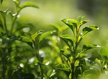 Fresh green tea leaves in the field