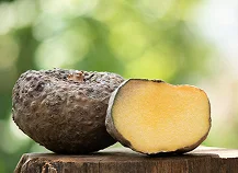 Konjac root, the natural source of glucomannan fiber